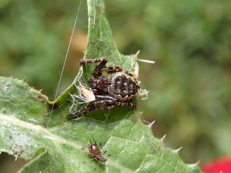 Aphididae da Id. - Macrosiphum  o Uroleucon ?